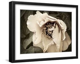 Golden Era Peony III-Rachel Perry-Framed Art Print