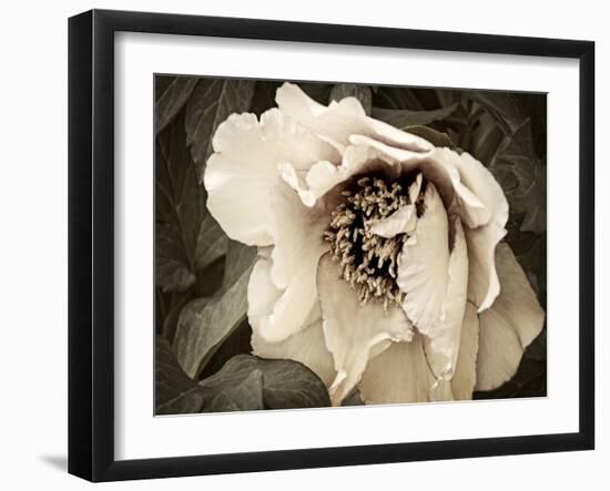 Golden Era Peony III-Rachel Perry-Framed Art Print