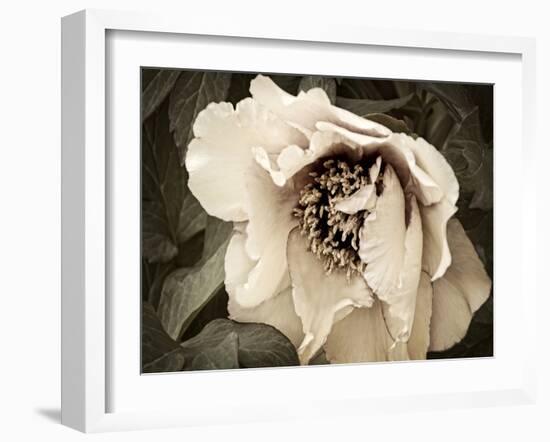 Golden Era Peony III-Rachel Perry-Framed Art Print