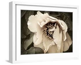 Golden Era Peony III-Rachel Perry-Framed Art Print