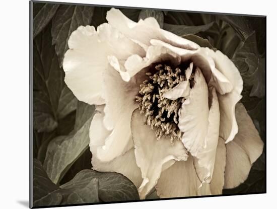 Golden Era Peony III-Rachel Perry-Mounted Art Print