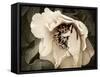 Golden Era Peony III-Rachel Perry-Framed Stretched Canvas