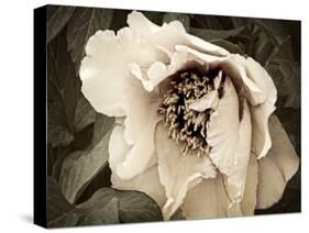 Golden Era Peony III-Rachel Perry-Stretched Canvas