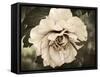 Golden Era Peony IV-Rachel Perry-Framed Stretched Canvas