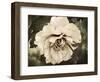 Golden Era Peony IV-Rachel Perry-Framed Art Print