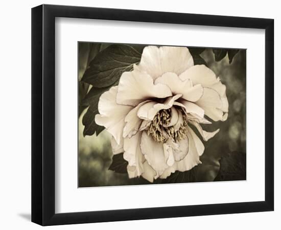 Golden Era Peony IV-Rachel Perry-Framed Art Print