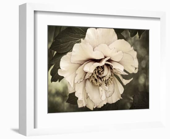 Golden Era Peony IV-Rachel Perry-Framed Art Print