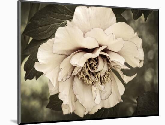 Golden Era Peony IV-Rachel Perry-Mounted Art Print