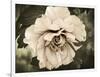 Golden Era Peony IV-Rachel Perry-Framed Art Print