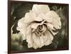 Golden Era Peony IV-Rachel Perry-Framed Art Print