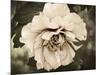 Golden Era Peony IV-Rachel Perry-Mounted Art Print