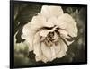 Golden Era Peony IV-Rachel Perry-Framed Art Print