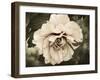 Golden Era Peony IV-Rachel Perry-Framed Art Print