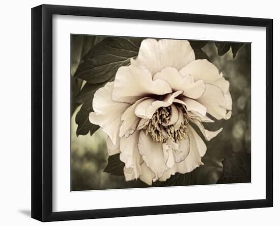 Golden Era Peony IV-Rachel Perry-Framed Art Print