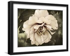 Golden Era Peony IV-Rachel Perry-Framed Art Print