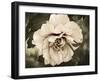 Golden Era Peony IV-Rachel Perry-Framed Art Print