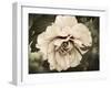 Golden Era Peony IV-Rachel Perry-Framed Art Print