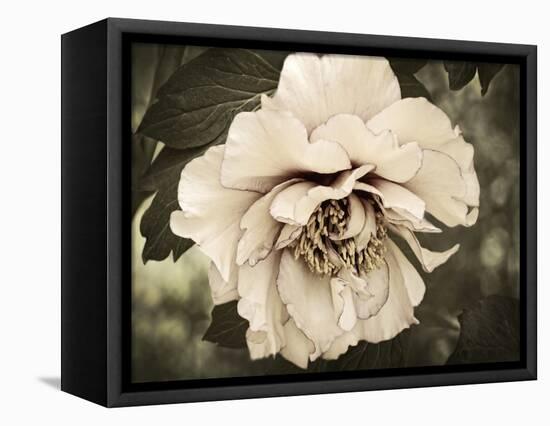 Golden Era Peony IV-Rachel Perry-Framed Stretched Canvas