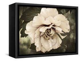 Golden Era Peony IV-Rachel Perry-Framed Stretched Canvas