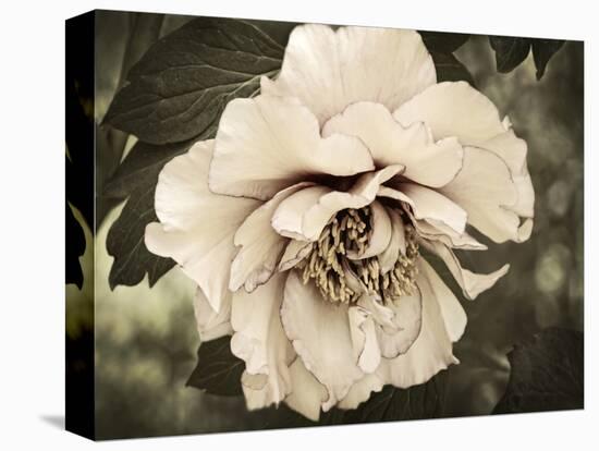 Golden Era Peony IV-Rachel Perry-Stretched Canvas