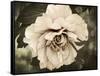 Golden Era Peony IV-Rachel Perry-Framed Stretched Canvas