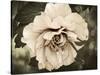 Golden Era Peony IV-Rachel Perry-Stretched Canvas