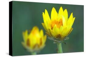 Golden Everlasting in Bloom-null-Stretched Canvas