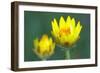 Golden Everlasting in Bloom-null-Framed Photographic Print