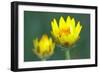 Golden Everlasting in Bloom-null-Framed Photographic Print