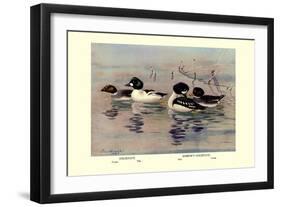 Golden-Eye and Barrow's Golden-Eye Ducks-Allan Brooks-Framed Art Print