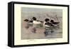 Golden-Eye and Barrow's Golden-Eye Ducks-Allan Brooks-Framed Stretched Canvas
