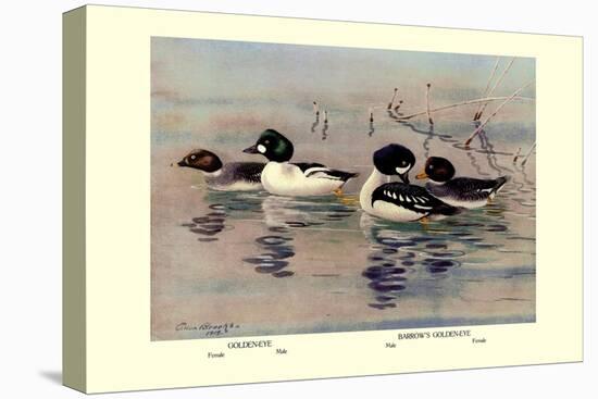 Golden-Eye and Barrow's Golden-Eye Ducks-Allan Brooks-Stretched Canvas