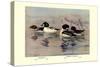 Golden-Eye and Barrow's Golden-Eye Ducks-Allan Brooks-Stretched Canvas