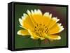 Golden Eye, Chrysanthemum Segetum, Bielefeld, Germany-Thorsten Milse-Framed Stretched Canvas