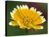Golden Eye, Chrysanthemum Segetum, Bielefeld, Germany-Thorsten Milse-Stretched Canvas