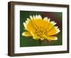 Golden Eye, Chrysanthemum Segetum, Bielefeld, Germany-Thorsten Milse-Framed Photographic Print