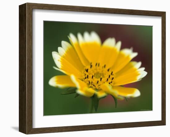 Golden Eye, Chrysanthemum Segetum, Bielefeld, Germany-Thorsten Milse-Framed Photographic Print