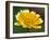 Golden Eye, Chrysanthemum Segetum, Bielefeld, Germany-Thorsten Milse-Framed Photographic Print