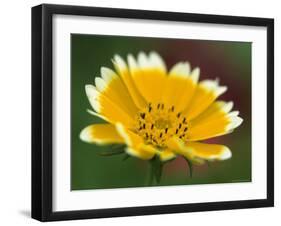 Golden Eye, Chrysanthemum Segetum, Bielefeld, Germany-Thorsten Milse-Framed Photographic Print