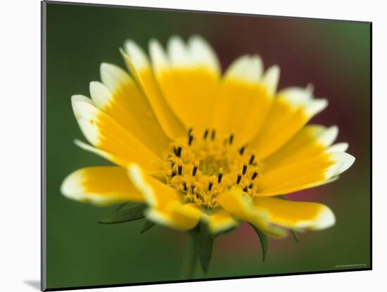 Golden Eye, Chrysanthemum Segetum, Bielefeld, Germany-Thorsten Milse-Mounted Photographic Print