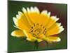 Golden Eye, Chrysanthemum Segetum, Bielefeld, Germany-Thorsten Milse-Mounted Photographic Print