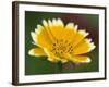 Golden Eye, Chrysanthemum Segetum, Bielefeld, Germany-Thorsten Milse-Framed Photographic Print