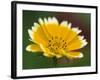 Golden Eye, Chrysanthemum Segetum, Bielefeld, Germany-Thorsten Milse-Framed Photographic Print