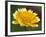 Golden Eye, Chrysanthemum Segetum, Bielefeld, Germany-Thorsten Milse-Framed Photographic Print