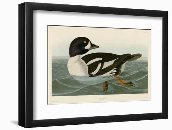 Golden-eye Duck-John James Audubon-Framed Art Print