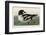 Golden-eye Duck-John James Audubon-Framed Art Print