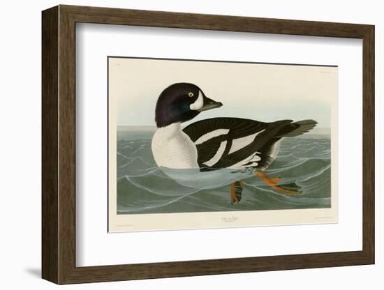 Golden-eye Duck-John James Audubon-Framed Art Print