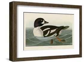 Golden-eye Duck-John James Audubon-Framed Art Print