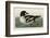 Golden-eye Duck-John James Audubon-Framed Art Print