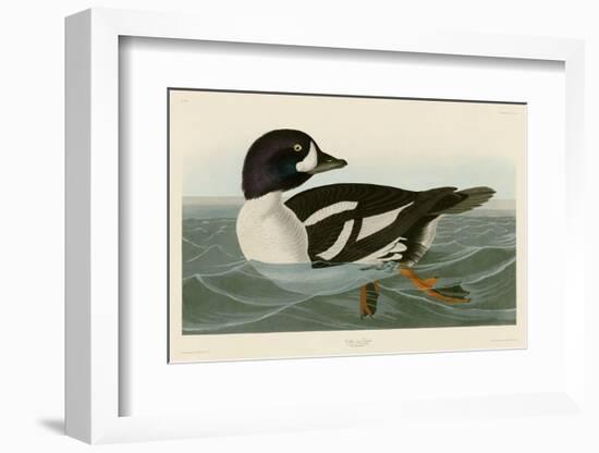 Golden-eye Duck-John James Audubon-Framed Art Print